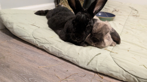 Two resting rabbits